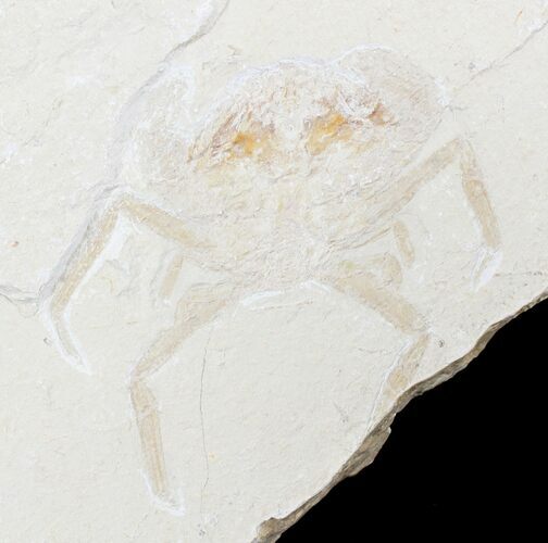 Cretaceous Crab (Corazzatocarcinus) - Part/Counterpart #24053